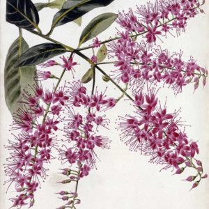 Combretum Purpureum