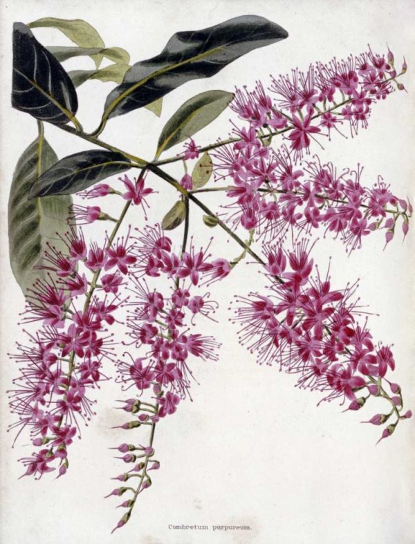 Combretum Purpureum