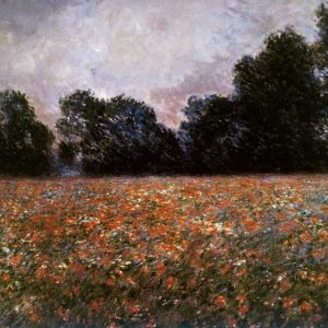 Field of Wild Poppies