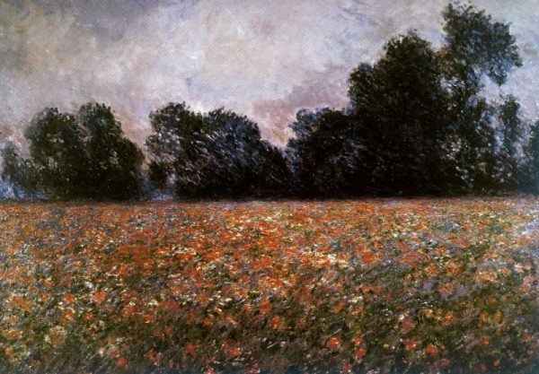 Field of Wild Poppies