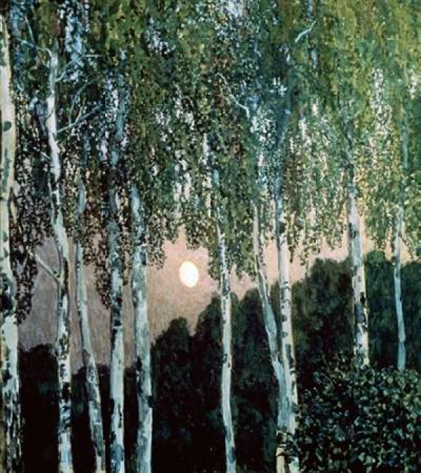 Birch Trees