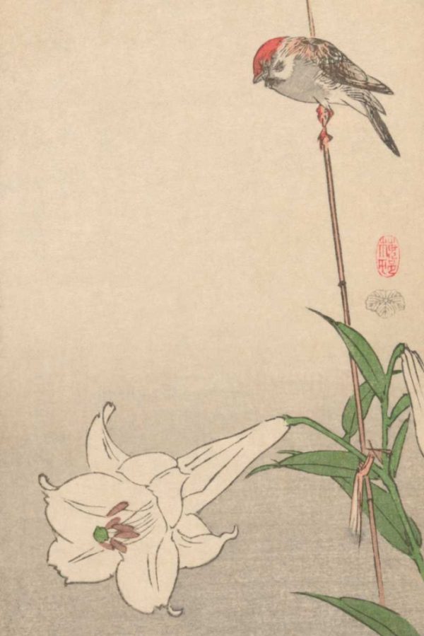 Small bird on lily plant., 1893