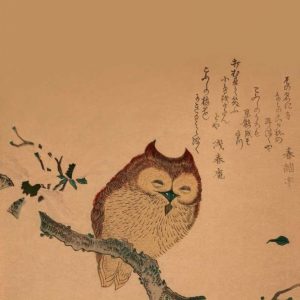 Owl of Branch