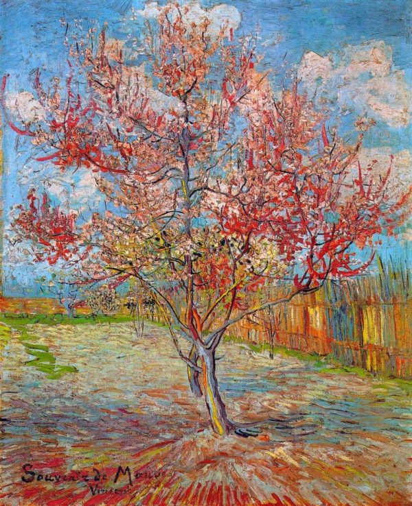 Pink Peach Tree In Blossom