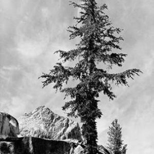 Tree and unnamed peak, Kings River Canyon, proVintageed as a national park, California, 1936