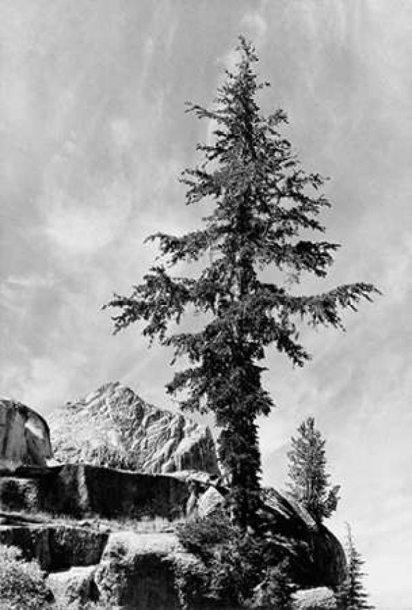 Tree and unnamed peak, Kings River Canyon, proVintageed as a national park, California, 1936