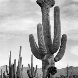 Full view of cactus with others surrounding, Saguaros, Saguaro National Monument, Arizona, ca. 1941-