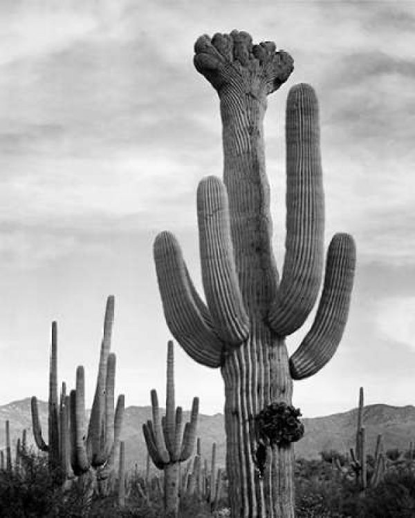 Full view of cactus with others surrounding, Saguaros, Saguaro National Monument, Arizona, ca. 1941-