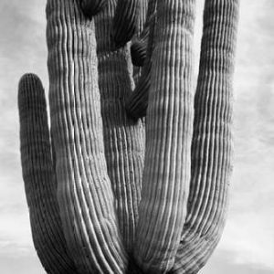 Detail of cactus Saguaros, Saguro National Monument, Arizona, ca. 1941-1942