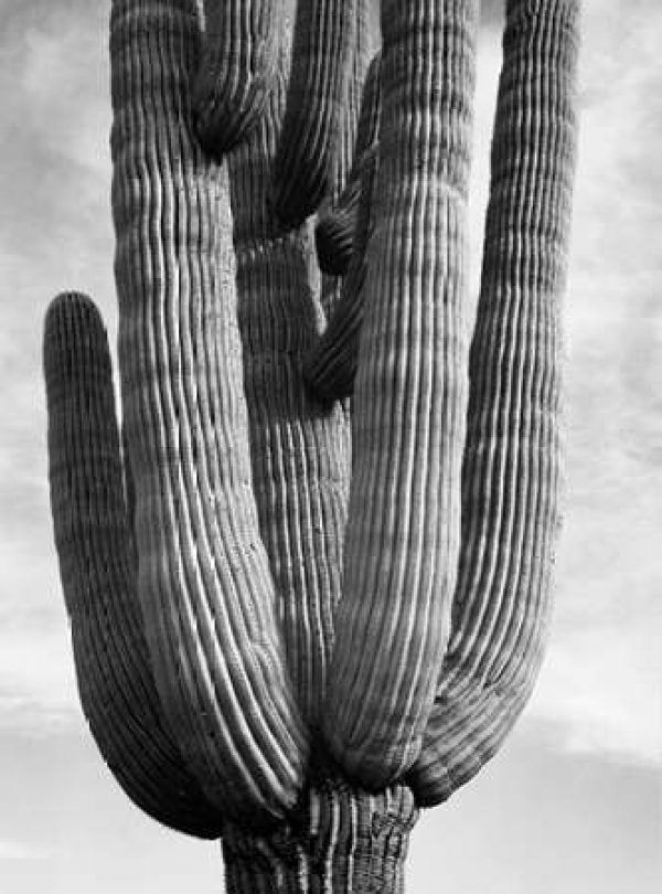 Detail of cactus Saguaros, Saguro National Monument, Arizona, ca. 1941-1942