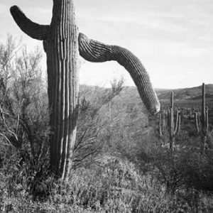 Cactus at left and surroundings, Saguaro National Monument, Arizona, ca. 1941-1942