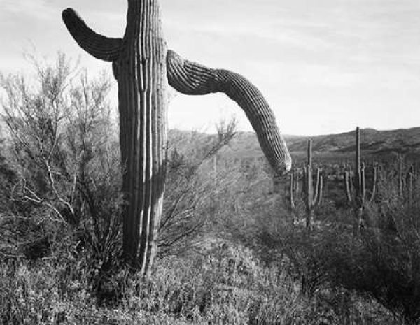 Cactus at left and surroundings, Saguaro National Monument, Arizona, ca. 1941-1942