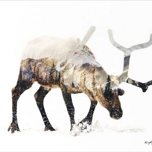 Arctic Reindeer