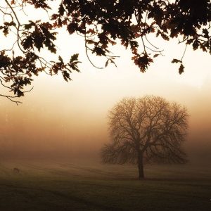 Under the Leaves