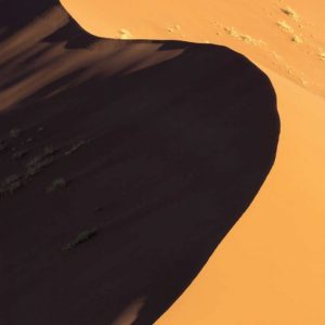 Namibia, Namib-Naukluft Park Sand dune and trees