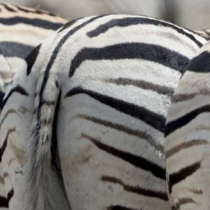 Namibia, Etosha NP, Reitfontain Zebra tails