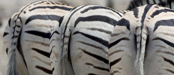 Namibia, Etosha NP, Reitfontain Zebra tails