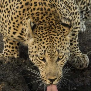 South Kruger NP Leopard drinking at waterhole