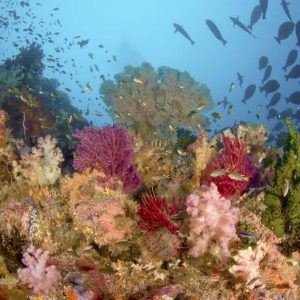 Diverse reef life, Misool, Raja Ampat, Indonesia