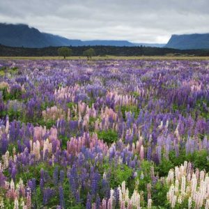 New Zealand, South Island Blooming lupine