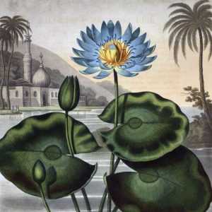 Blue Egyptian Water Lily