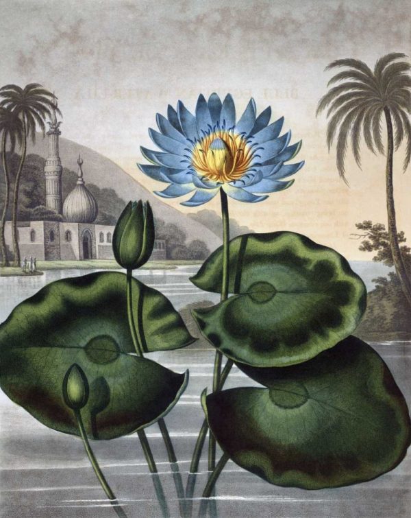 Blue Egyptian Water Lily