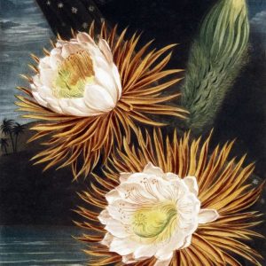 Cereus