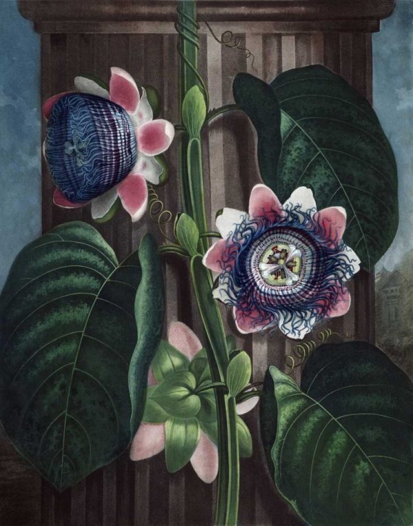 Quadrangular Passion Flower