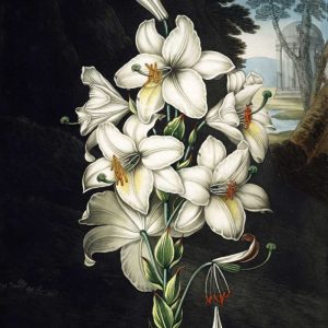 White Lily