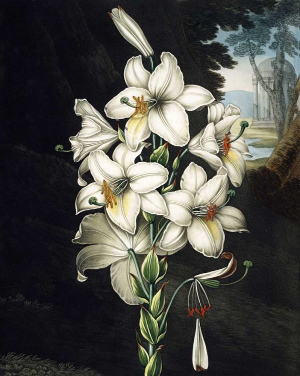 White Lily