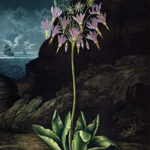 American Cowslip