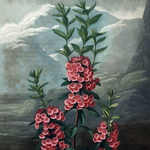 Narrow Leaved  Kalmia