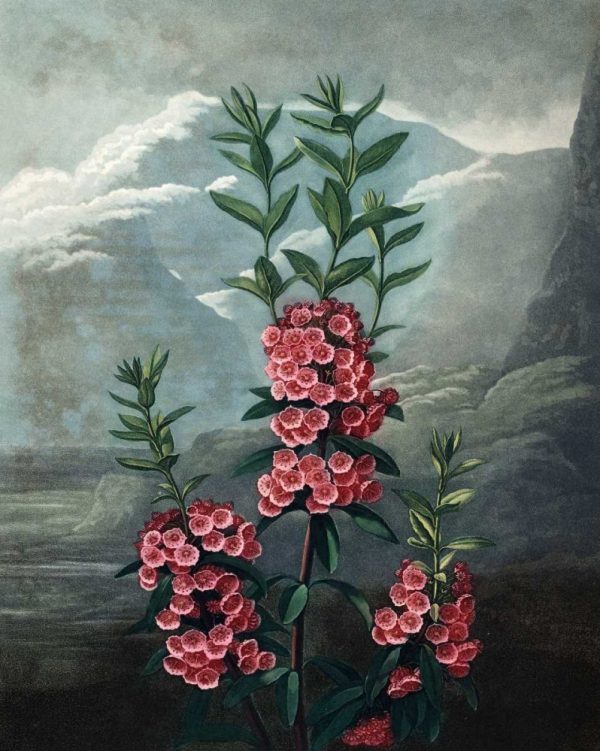 Narrow Leaved  Kalmia