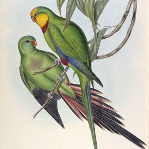 Barrabands Parakeet