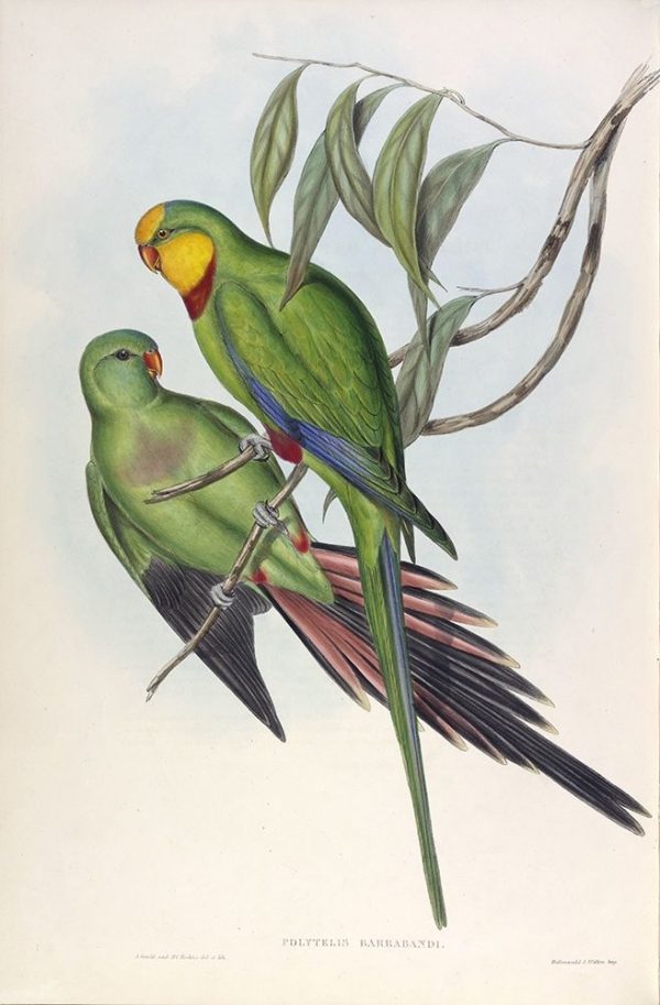 Barrabands Parakeet