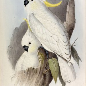 Crested Cockatoo