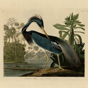 Louisiana Heron