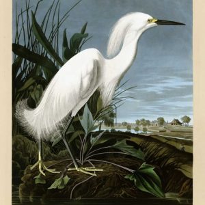 Snowy Heron or White Egret