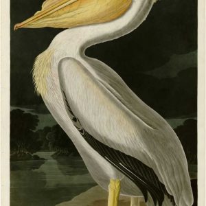 American White Pelican