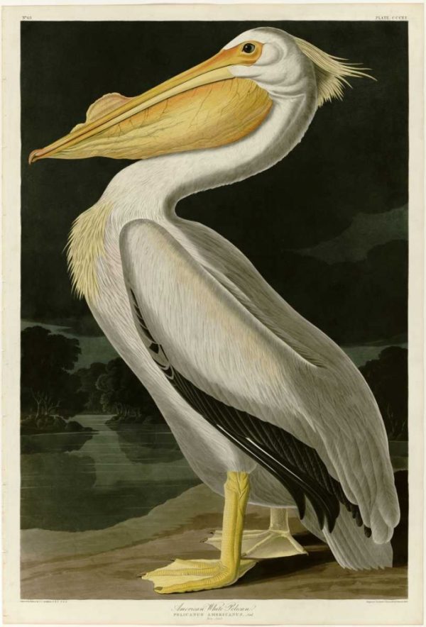 American White Pelican