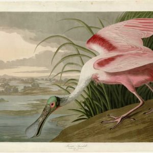 Roseate Spoonbill