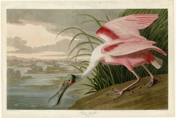 Roseate Spoonbill