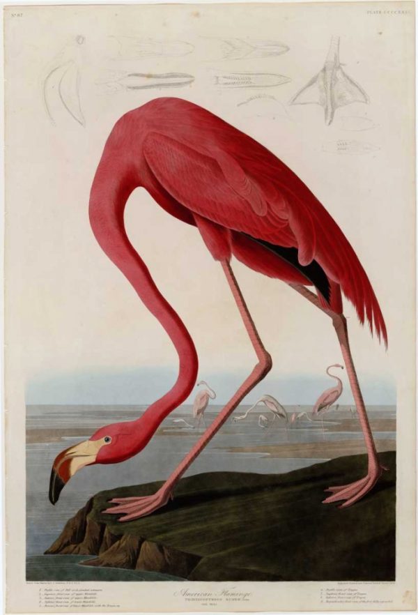 American Flamingo