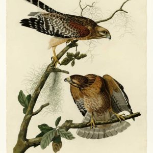 Red Shouldered Hawk