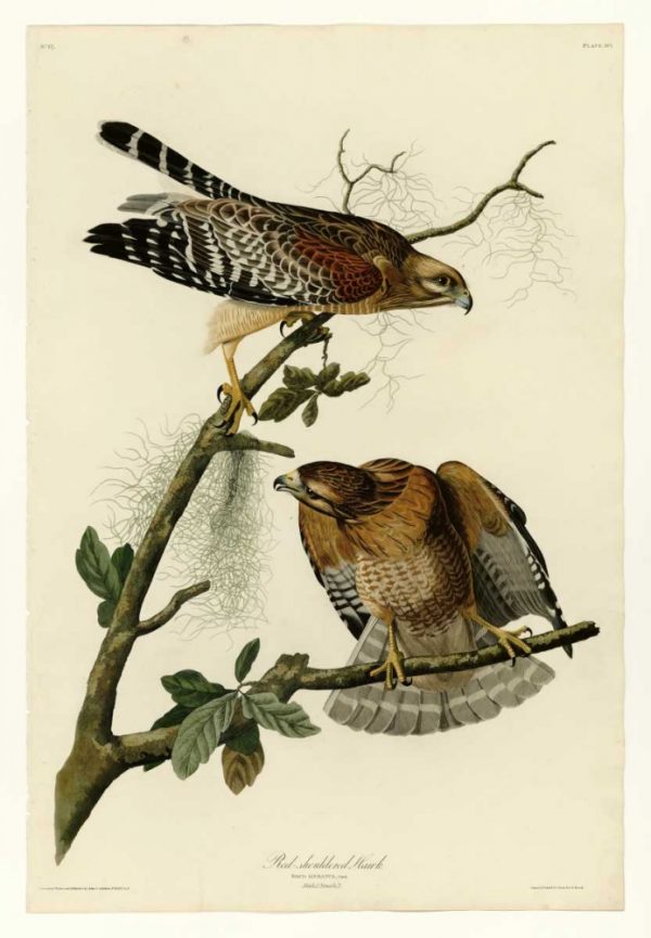 Red Shouldered Hawk