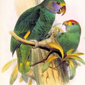 Parrots, Chrysotis