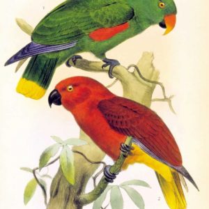 Parrots, Eclectus Riedelli