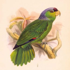 Parrot, Chrysotis Finschi