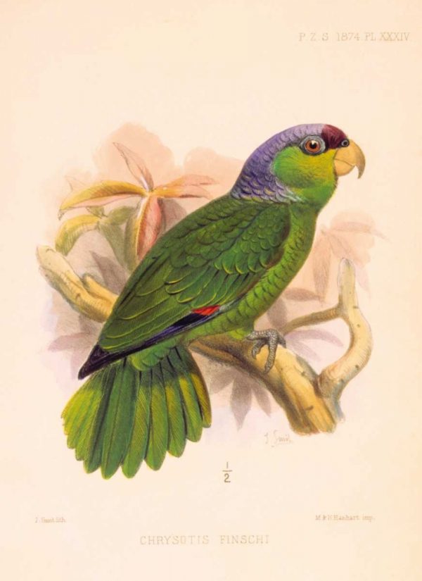 Parrot, Chrysotis Finschi