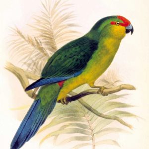 Parrot, Saisseti